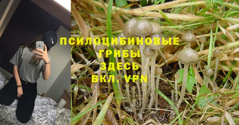 Галлюциногенные грибы Magic Shrooms  Стерлитамак 